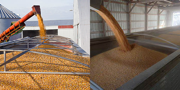 Grain